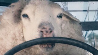 丧尸绵羊不吃草只吃人，羊群南征北战，甚至有专羊开车！【科幻Fans 布玛】惊悚喜剧科幻片《疯羊》