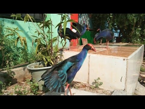 DI KIRA AYAM TERYATA INI BURUNG, SOALNYA DI LEPASIN DAN DiLIARKAN (Burung mandar Biru)