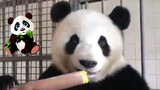 Animal|Pandas Eating Bamboo Shoots