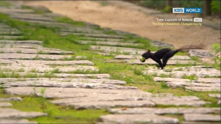 Time Capsule Of Nature Ep. 1