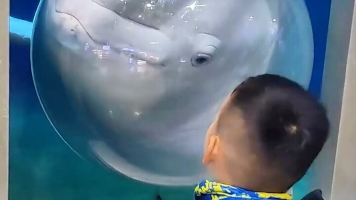 Why do so many aquariums put up “Caution” signs around their beluga whales?