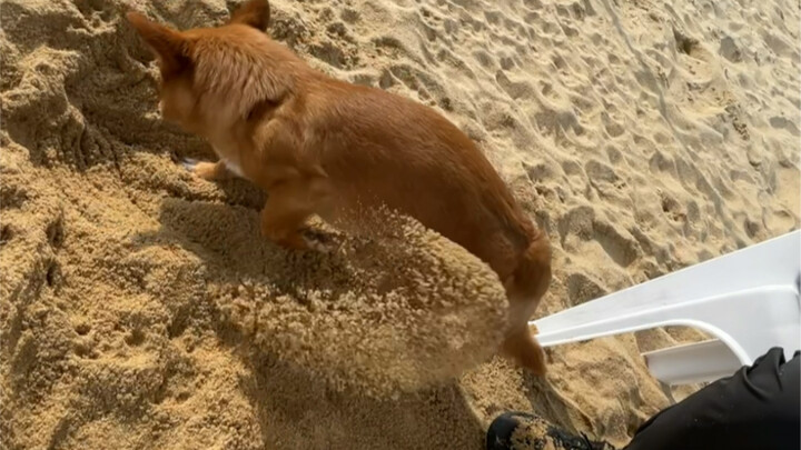 How serious is a dog's competitive spirit?