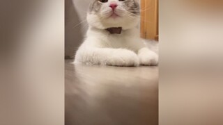 Beo béo cat cutecat catoftiktok catlover