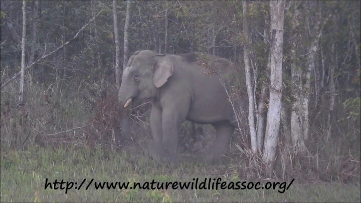 chicken Vs Elephant big fight