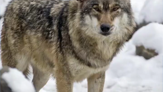 Wolf: I'll just call out a couple of times.