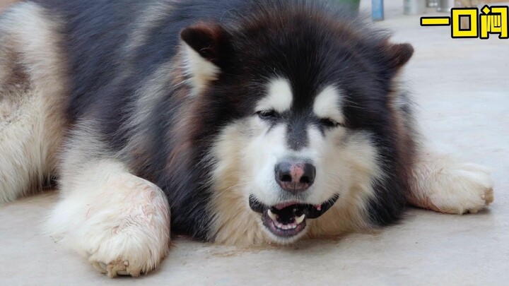 “The Royal Pet’s Diary” — This King is out on the town today, enjoying some bones! Everyone, take ca