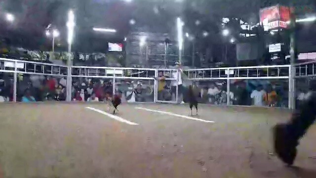 3stag sa pugo rhea 209 gf zkap Llanes