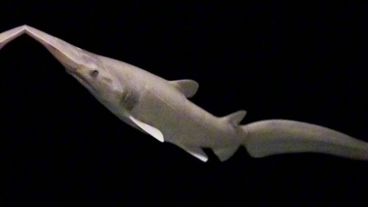 fakta unik goblin shark