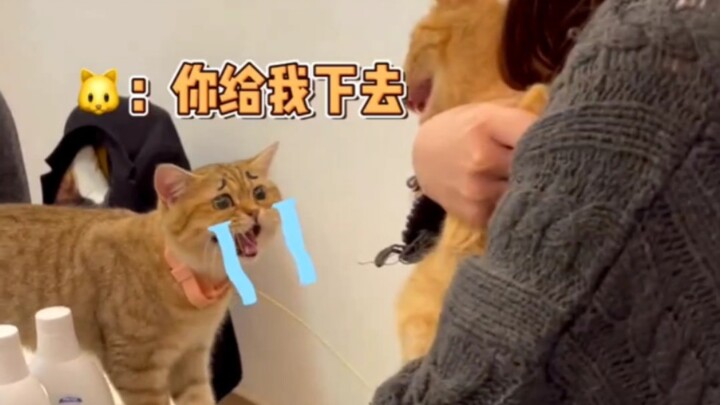 Kecemburuan membuat kucing berubah total!!!