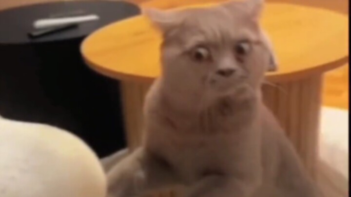 “Tough Clam”❸❸