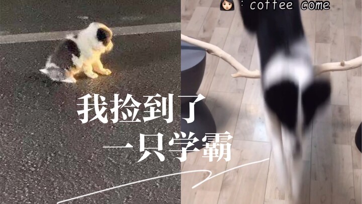 ไม่คิดเลยว่าตอนนั้นเก็บมาเป็นเด็กเรียนเก่ง ลองมาดูกันว่าเจ้าบอร์เดอร์คอลลี่ชื่อคอฟฟี่เรียนอะไรไปบ้าง