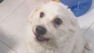 狗子也撸个羊肉串