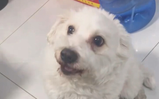 狗子也撸个羊肉串