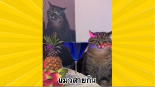 สัตว์เลี้ยงเพื่อนขนปุย : แมวสายกิน