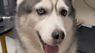 原来狗跟狗之间真的不一样