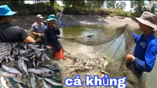 Vét Ao Thu Hoạch Cá Tra Toàn Cá Khủng