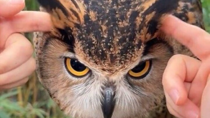 Saat kamu mencabut bulu burung hantu dengan tangan, ia akan menatapmu dengan ekspresi sangat terkeju