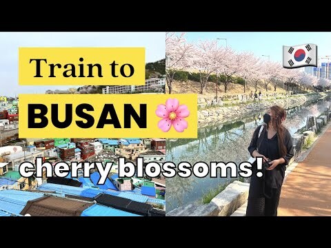 TRAIN TO BUSAN from Seoul 🏖 Korea Vlog 🇰🇷 cherry blossoms, gamcheon culture village, haeundae beach