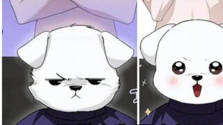 الكلب الصغير الذي تم قص شعره لطيف للغاية بعد الاستحمام