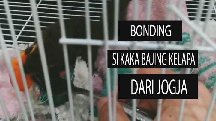 BONDING BAJING KELAPA  DARI YOGJA | PECINTA BINTANG