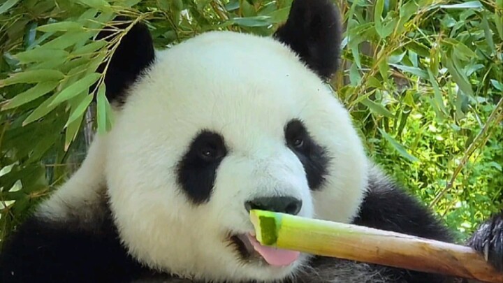 【Panda Raksasa Jiujiu】Jiujiu memamerkan rebung ala Dubai, setiap suapnya manis sempurna…