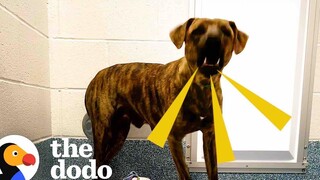 ผู้หญิงดึงสุนัขที่ "ก้าวร้าว" The Dodo Foster Diaries