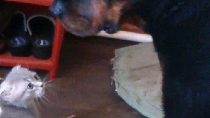 Котёнок и ротвейлер (из архива)