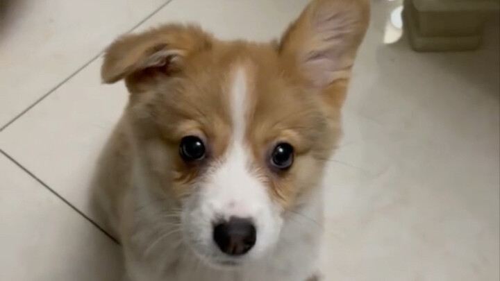 Chụp được khoảnh khắc corgi vểnh tai