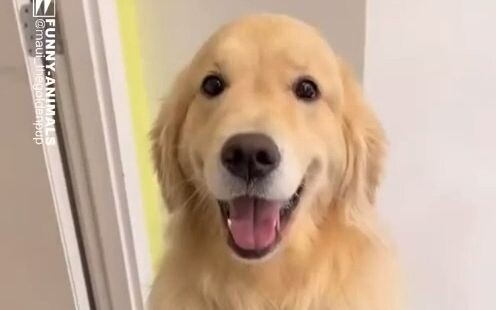 Golden Retrievers’ Many Faces‼️ Why Are They So Moody, Just Like Humans?