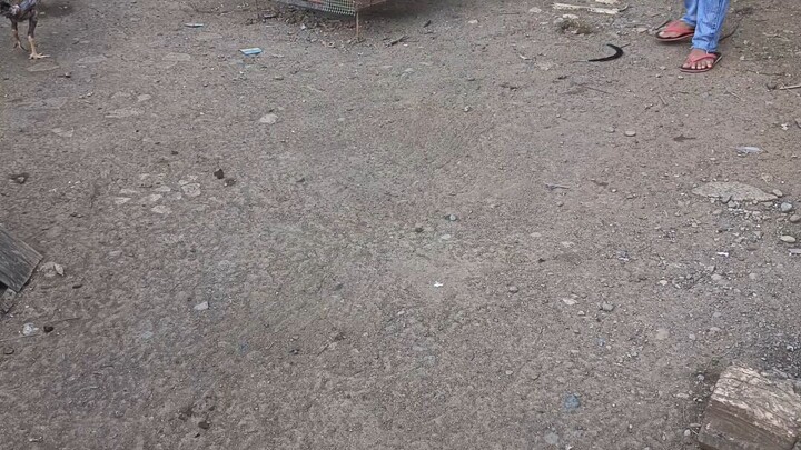 spar melsims grey father, 18 mth old vs hatch green leg no scale..2yrold