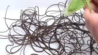 Horsehair worm feel scared after watching this video