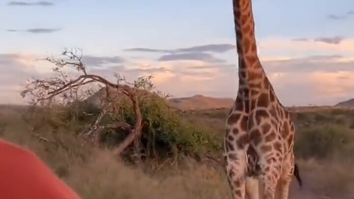 When a large animal is right outside your car!