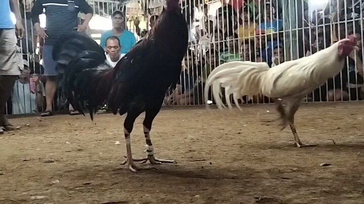 EPG Claret (Win) vs White