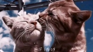 Fall In Love Alone