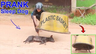 Funny Video! Plastic Basket Prank on sleep Dog how can stop Laugh? @Mister FunTube