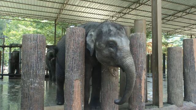 Lanchang,Pahang,Malaysia/马来西亚彭亨州联增(2016)