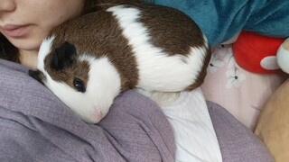 ستُصاب أمي بالتهاب مفصل الكتف من كثرة نومك عليها.