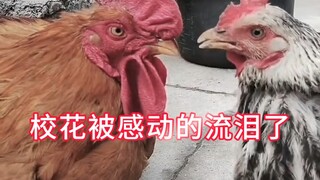 这个是狗花解爱吃的饭吗#狗花#纯爱