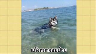 เพื่อนตัวน้อยแสนซน : แก๊งหมาจอมป่วน