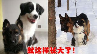 I am so envious of Border Collies and German Shepherds growing up together!