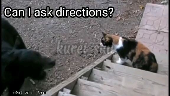 animals in jp dub