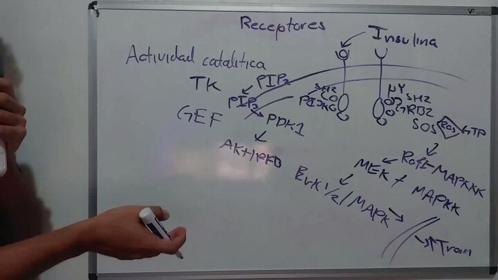 Como Funciona - Receptores Celulares Parte 2 (Actividad GC, TK, Asociados TK y Receptores Nucleares)