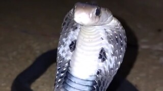 لا تكن الأفعى الشابة مغرورة جدًا!!!