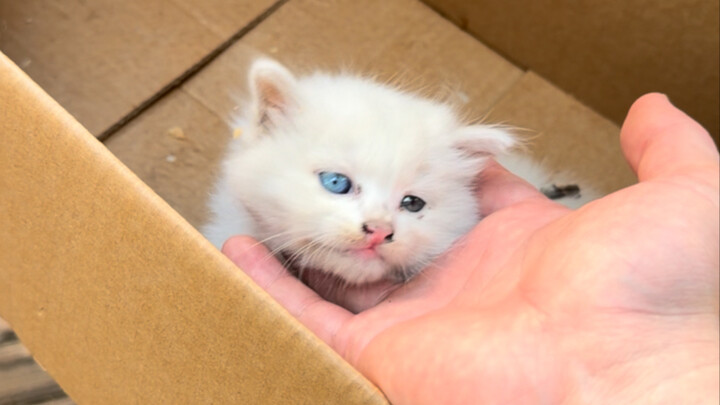 Lucky Kittens