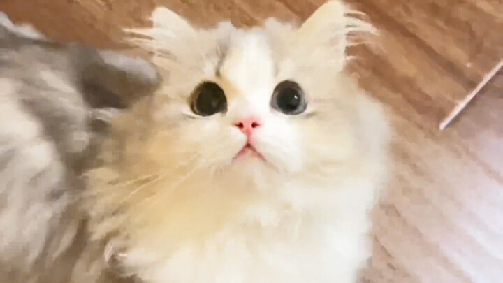 Saat aku memberi makan kucing, sengaja ngasih makan ke kucing yang salah (bayi ini sopan banget, eng