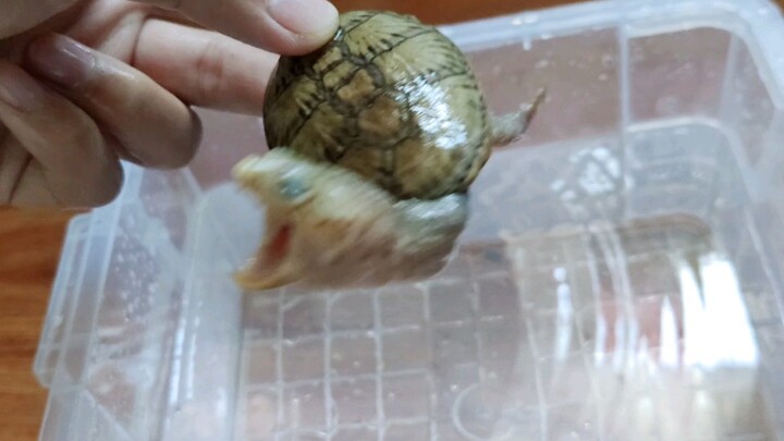 [Narrow Bridge] Changing the water for my little turtle at home—never expected it to snap at me as s