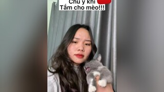 Chú ý khi tắm cho mèo meohay meow mèocute cat meomeo longmeo tammeo tamchomeo