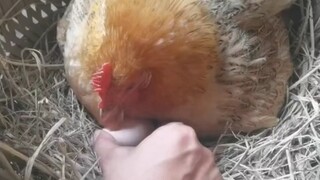 Niat mencuri telur malah kehilangan beras