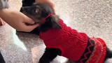 The video is very long, but it is the life of the puppy Laifu. I don’t want to use the puppy.