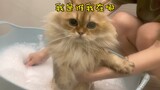 小猫咪见到初恋情人后马上就去洗澡了！——今天的vlog剧情简介